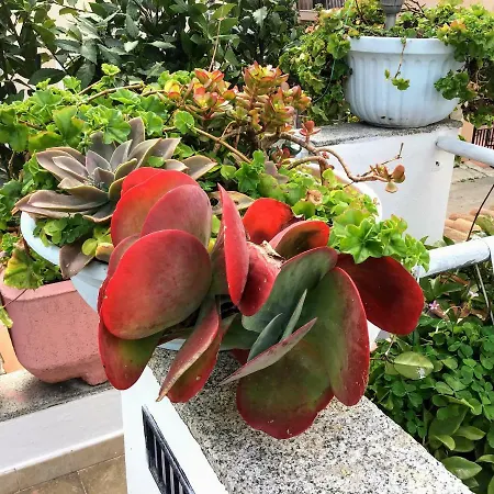 A Due Passi 3* オルビア